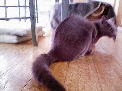 楽しき猫生活。