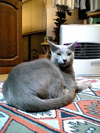 ロシアンもどき。