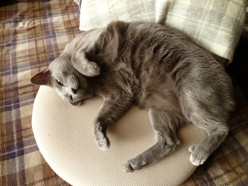 幸せの青い鳥はすぐそこにいたりする。