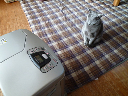 朔と冬の生活。