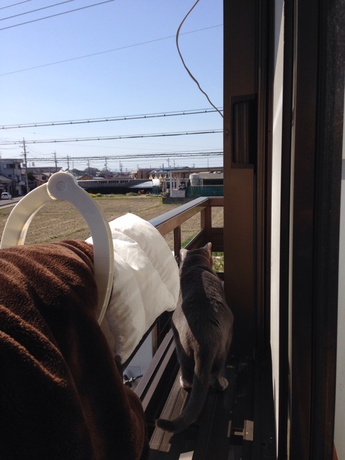 干した布団と猫は同じ匂いです。