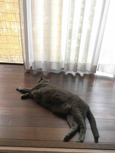 暑中お見舞い申し上げます。