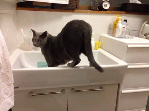 水にこだわる猫。