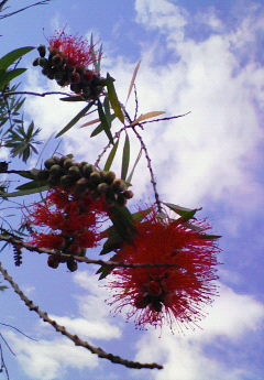 そのかわりに写真。