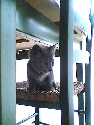 猫の世界と人の世界。