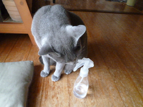 マザーウォーターな猫。