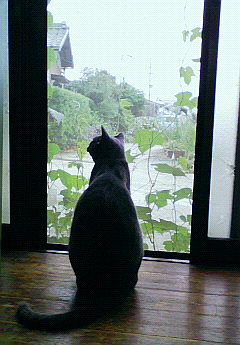 緑のカーテン。