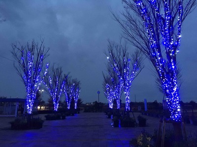 油ヶ淵水辺公園のイルミネーション。