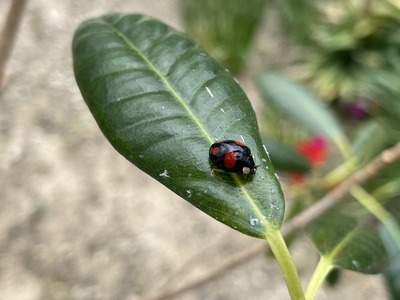 てんとう虫なら凝視できる。