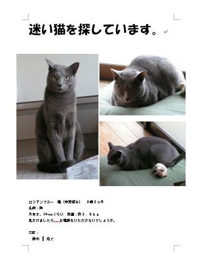 朔、迷い猫を体験するの巻。