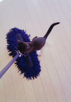 今日のねこ社長。