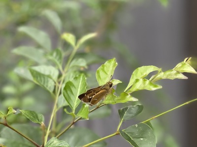 お届けものは突然に。