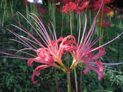 学名はリコリス。