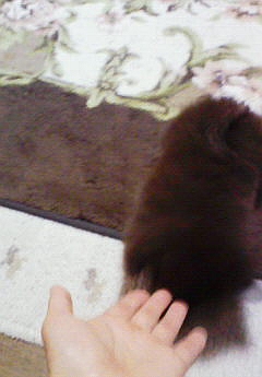 巫女好きだったのね・・・。