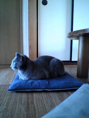 でも馴染んでいる。