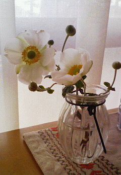 シュウメイギク。