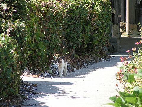 ニャーゴ島オフ４。（猫ぎゃらりー）