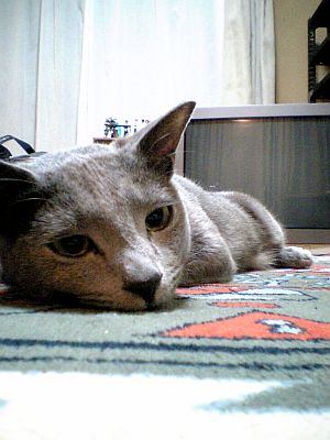 春はあけぼのですから。