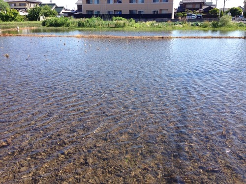 風薫るこのごろ。