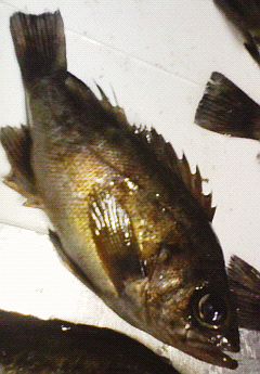 季節を愛でる。