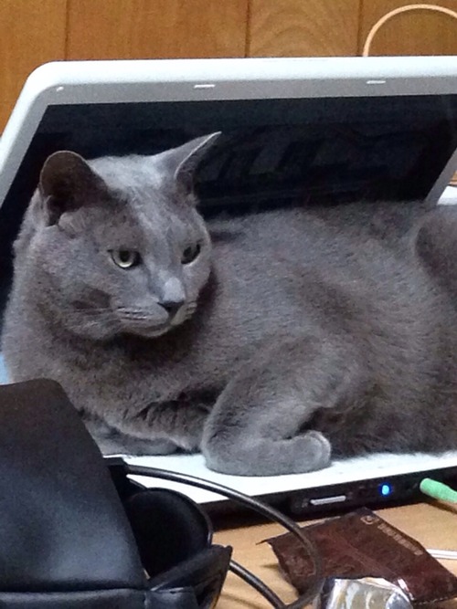 なんか感触が良いらしい。