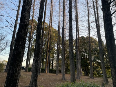 陽が長くなってきました。