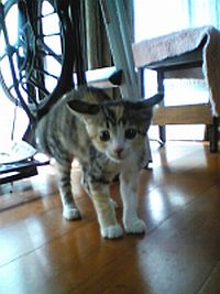 ふんだりけったり。