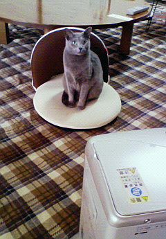 だって猫だし。