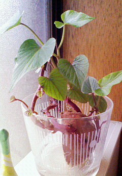 あ・・・ハート型。