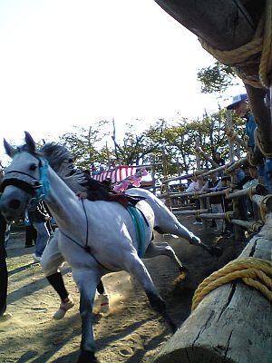 夕月という白馬。