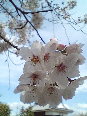 今年のお花見。