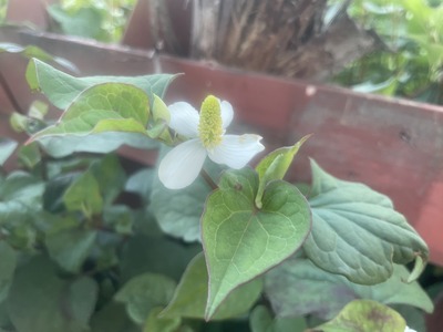 庭の草を食べるにはちょっとハードル高いシリーズ。