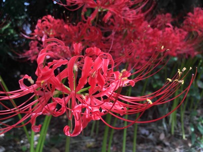 南都春日大社奥宮。