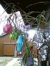 七夕さまのロマン。