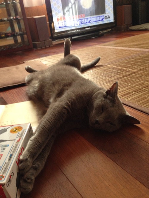 吾輩はエアコン嫌いな猫である。