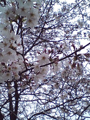 戸惑う薄墨色。