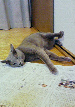 のんびり日曜日。