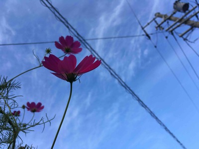 コスモス。