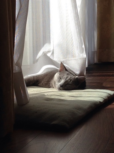 二度寝したい。