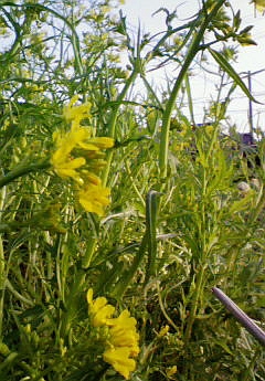 春の味はほろにが。