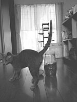 どうして猫は。