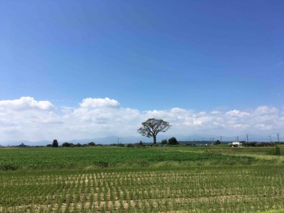 プレプチドラ。