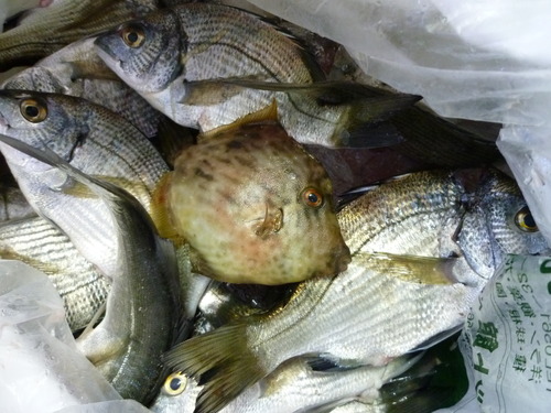 アクアパッツア作ってみた。