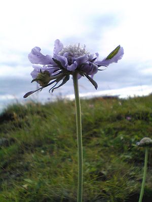 まつむしそう。