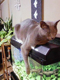 猫は知っている。