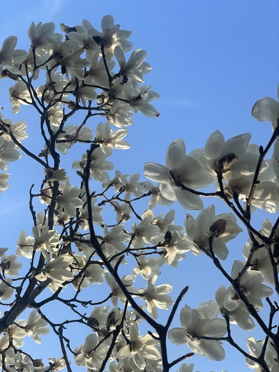 春になってゆく。