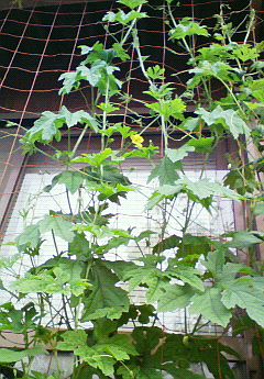 大きくなあれ。