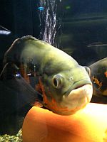 ご用件は「声が聞きたい」です。