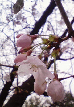 雨と桜の関係。