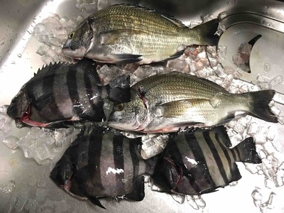 海のお土産。
